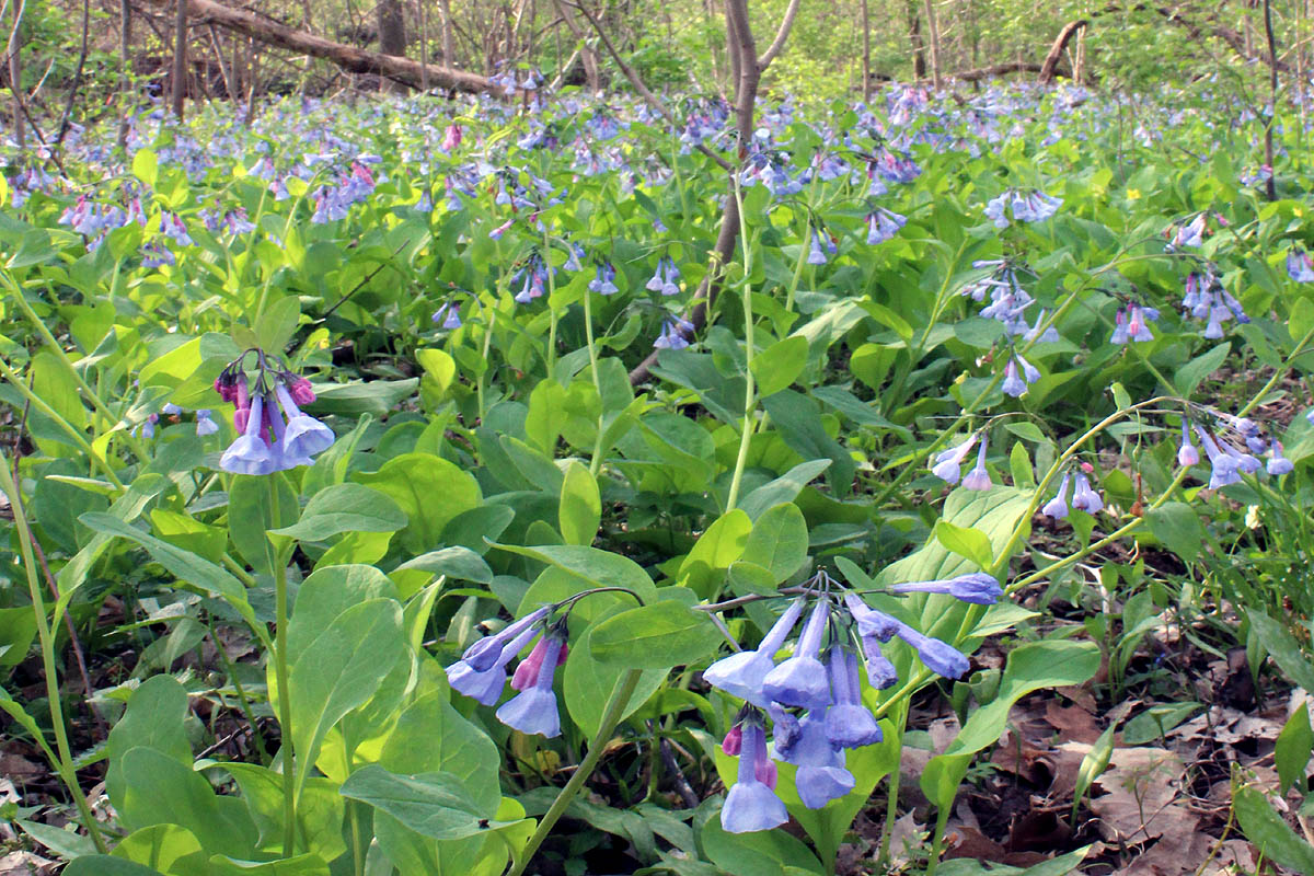 Virginia Bluebells in woodland